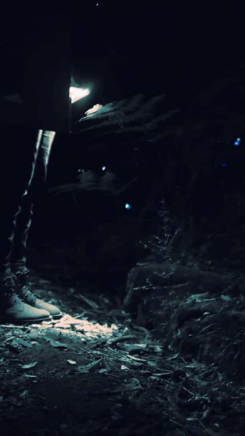 See Auckland's Secret Glow Worms - The Itinerary in Detail