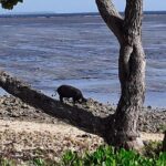 See Hear and Experience Full Island tour - What Sets This Tour Apart