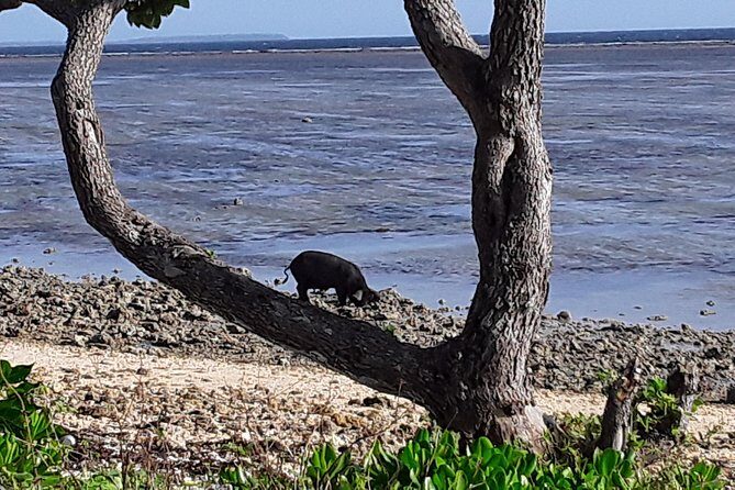 See Hear and Experience Full Island tour - What Sets This Tour Apart