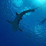 SHARED HALF DAY LAGOON TOUR - Bora Bora Cultural Lagoon Tour - Who Should Consider This Tour?