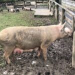 Sheep World Country Tour from Auckland - What Makes This Tour Worth Considering?