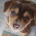 Shelter Visit & Tour - Who Should Consider This Tour?