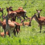 Shore Excursion: 4-Hour Discover Hawkes Bay and Napier Tour - Transportation and Group Size