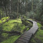 Shore Excursion - Cradle Mountain Shuttle Bus from Burnie - What Makes This Tour Stand Out?