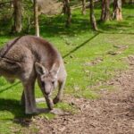 Shore Excursion Melbourne, Sights, Kangaroos, Koalas Lunch & Wine - Cost & Value Analysis
