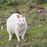 Signature Bruny Island Tour - Hobart & SE Tasmania - The Striking Landscape: Truganini Lookout and The Neck