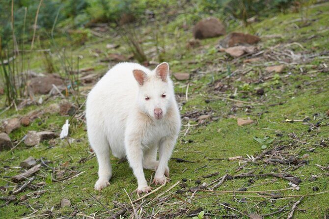 Signature Bruny Island Tour - Hobart & SE Tasmania - The Striking Landscape: Truganini Lookout and The Neck