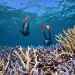 Silversonic Outer Great Barrier Reef Cruise from Port Douglas - The Bottom Line