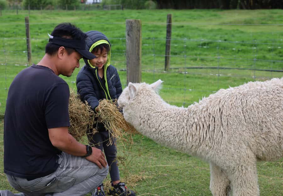 Silverstream Alpaca Farm Tour with Feeding and Guide - What to Expect on Your Visit