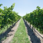 Sip and Savor: Private Yarra Valley Wine Tour from Melbourne - The Sum Up: Is This Tour Worth It?