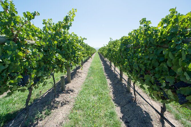 Sip and Savor: Private Yarra Valley Wine Tour from Melbourne - The Sum Up: Is This Tour Worth It?