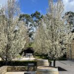 Sip & Scenic: Adelaide Hills - A Deeper Look at the Experience