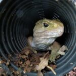 Skip the Line: Franz Josef Wildlife Center Ticket with Optional Backstage Pass - The Interactive Glacier Exhibits and Storytelling Areas