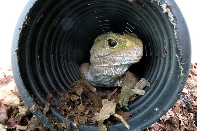 Skip the Line: Franz Josef Wildlife Center Ticket with Optional Backstage Pass - The Interactive Glacier Exhibits and Storytelling Areas