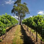 Small Group Adelaide Hills and Hahndorf Hideaway Tour from Adelaide - What to Expect from the Itinerary
