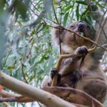 Small-Group Great Ocean Road Classic Day Tour from Melbourne - The Experience: What Travelers Say
