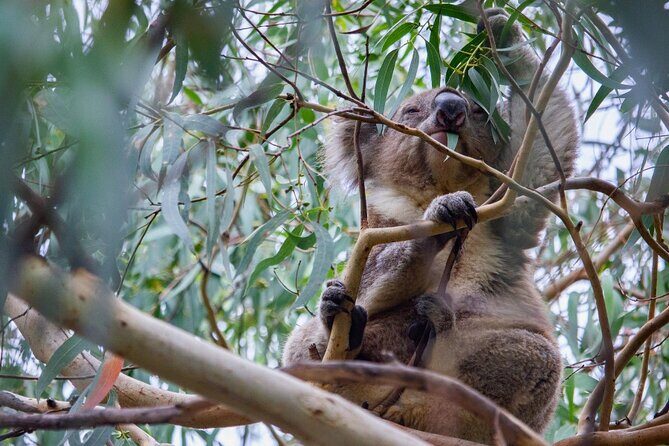 Small-Group Great Ocean Road Classic Day Tour from Melbourne - The Experience: What Travelers Say