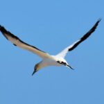 Small group guided sea kayaking in Akaroa marine reserve - FAQ