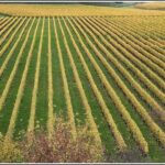 Small Group - Half-Day Hawke's Bay Winery Tour - Why This Tour Works for Travelers