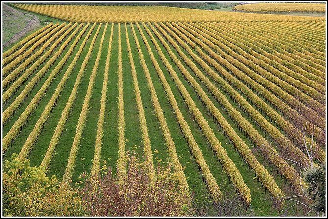 Small Group - Half-Day Hawke's Bay Winery Tour - Why This Tour Works for Travelers