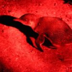 Small Group Kangaroo Island Evening and Night Tour - The Transportation and Group Size: Comfort Matters