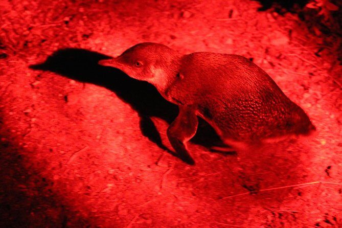 Small Group Kangaroo Island Evening and Night Tour - The Transportation and Group Size: Comfort Matters