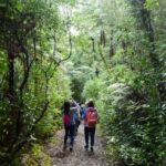 Small-Group Mystical Waipoua Forest Kauri Tour from Auckland - An In-Depth Look at the Tour Experience