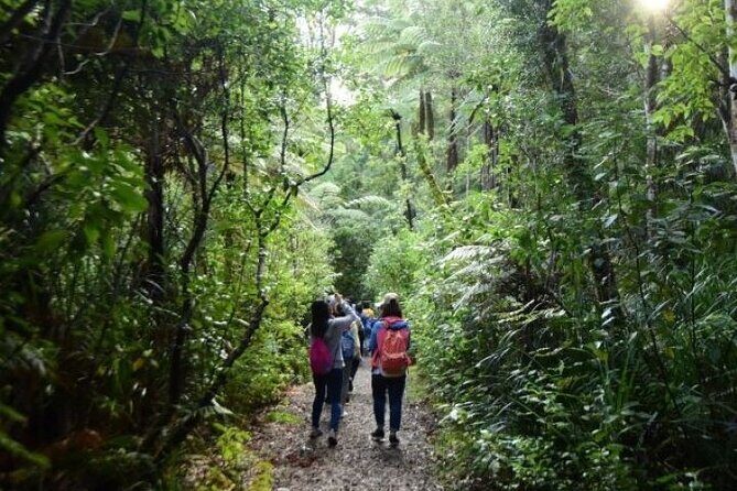 Small-Group Mystical Waipoua Forest Kauri Tour from Auckland - An In-Depth Look at the Tour Experience
