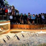 Small-Group Phillip Island Afternoon Day Trip from Melbourne - What Sets This Tour Apart