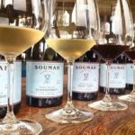 Small Group Yarra Valley: Redwoods Forest & Premium Wine Tour - Why This Tour Offers Great Value