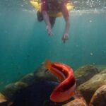 Snorkel Sydneys Stunning Marine Reserve on a Private Tour - What You Can Expect from the Tour