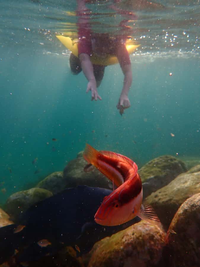 Snorkel Sydneys Stunning Marine Reserve on a Private Tour - What You Can Expect from the Tour