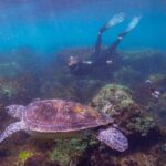 Snorkel with Turtles Gold Coast - Why This Tour Is a Great Choice