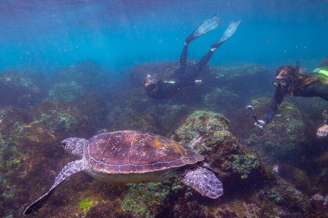 Snorkel with Turtles Gold Coast - Why This Tour Is a Great Choice