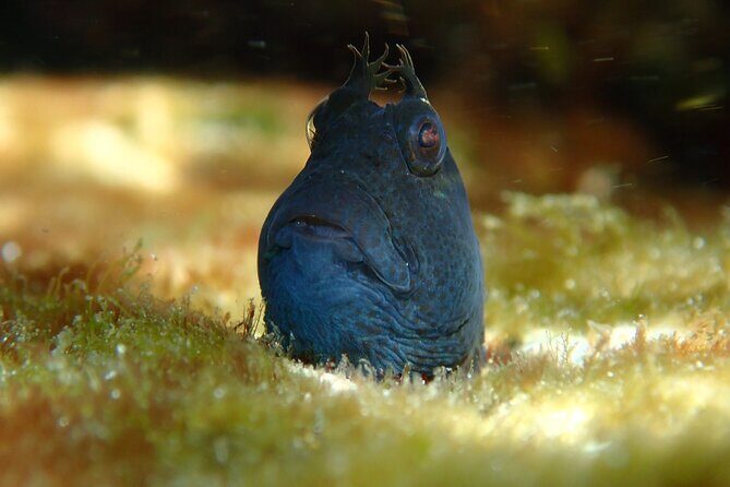 Snorkeling Adventure for Kids with Private Guide In Sydney - What’s Included and What’s Not