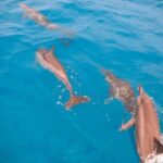 Snorkeling picnic in 4h30 with lunch in Tahiti - Who Will Love This Tour?