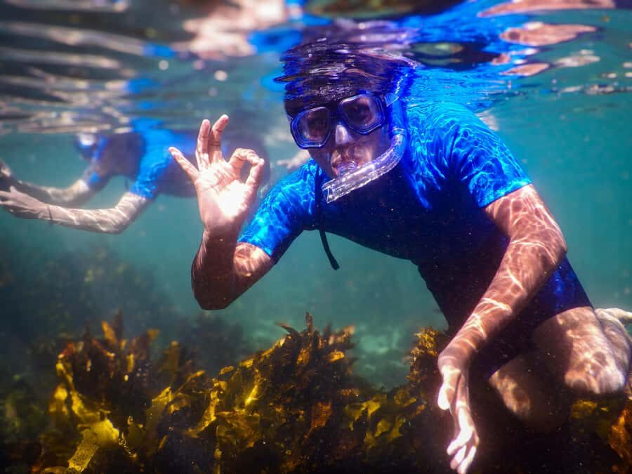 Snorkeling Tour: Discover Sydneys impressive sea life - Who Will Love This Tour?