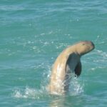 Snubfin Dolphin Eco Cruise from Broome - Who Will Love This Tour?