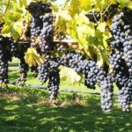 Solo Traveller Full Day Wine Gourmet and Scenic Delights Tour from Blenheim - What’s Included and What’s Not