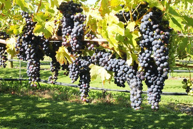 Solo Traveller Full Day Wine Gourmet and Scenic Delights Tour from Blenheim - What’s Included and What’s Not