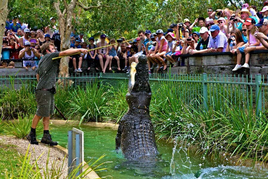 Somersby: Australian Reptile Park Day Pass - 9am to 5pm - What Makes the Australian Reptile Park Special?