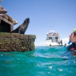 Sorrento: Dolphins & Seals Snorkeling Cruise w/ Lunch - Snorkeling with Seals and Dolphins