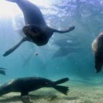 Sorrento: Seal and Sea Dragons 2-Hour Snorkel Experience - The Value of the Tour