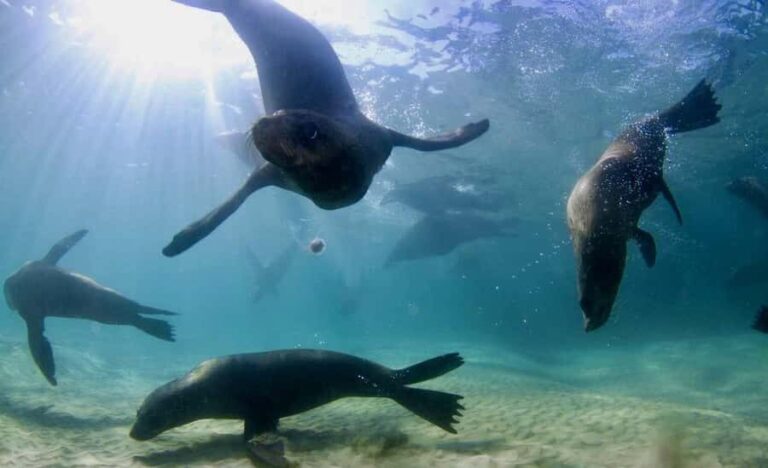 Sorrento: Seal and Sea Dragons 2-Hour Snorkel Experience - The Value of the Tour