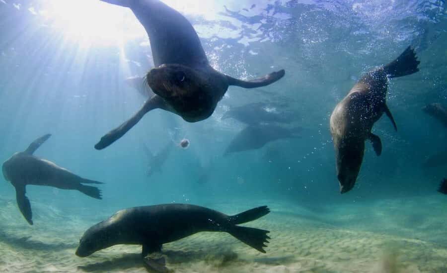 Sorrento: Seal and Sea Dragons 2-Hour Snorkel Experience - The Value of the Tour