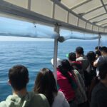 Sorrento,Mornington Peninsula: Wildlife & Sightseeing Cruise - The Value of a 90-Minute Wildlife & Sightseeing Cruise