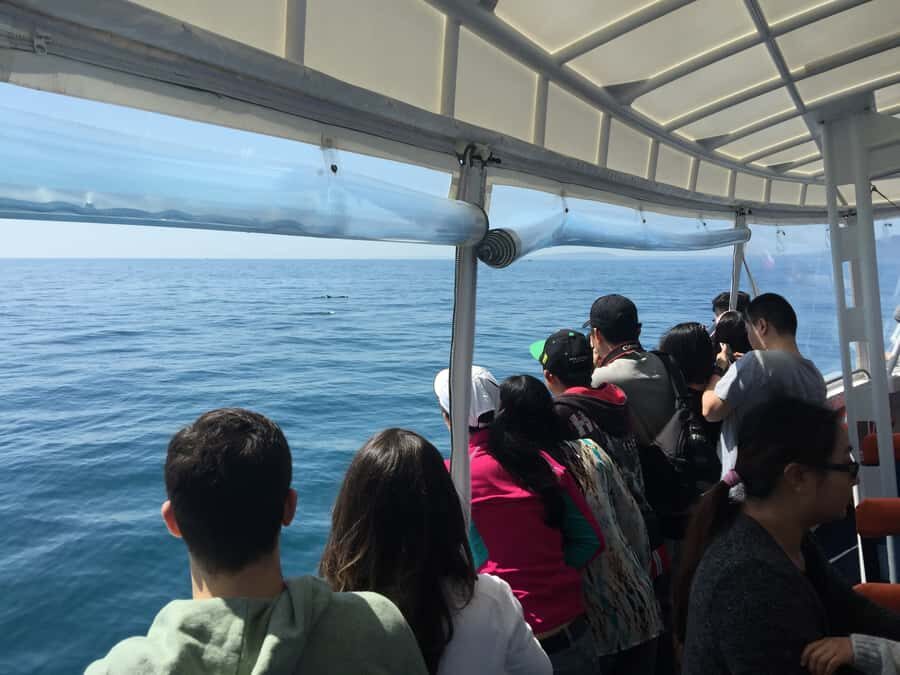 Sorrento,Mornington Peninsula: Wildlife & Sightseeing Cruise - The Value of a 90-Minute Wildlife & Sightseeing Cruise