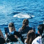 Spirit of Gold Coast 2.5-Hour Whale Watching Tour - What Makes This Tour Stand Out?