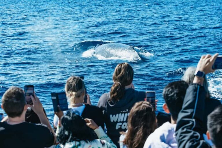 Spirit of Gold Coast 2.5-Hour Whale Watching Tour - What Makes This Tour Stand Out?