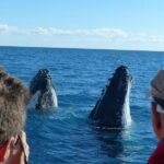 Spirit of Hervey Bay Whale Watching Cruise - The Itinerary: What to Expect